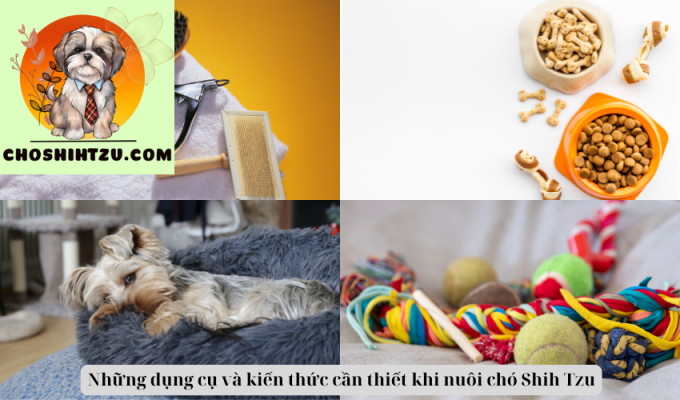 Những dụng cụ và kiến thức cần thiết khi nuôi chó Shih Tzu