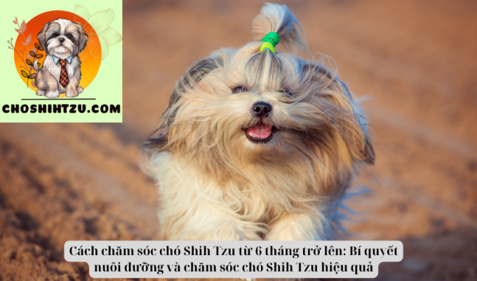 Cách chăm sóc chó Shih Tzu từ 6 tháng trở lên: Bí quyết nuôi dưỡng và chăm sóc chó Shih Tzu hiệu quả