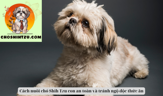 Cách nuôi chó Shih Tzu con an toàn và tránh ngộ độc thức ăn