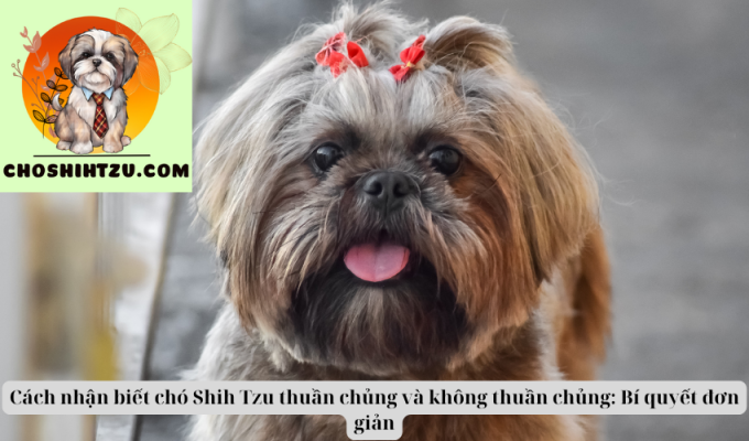 Cách nhận biết chó Shih Tzu thuần chủng và không thuần chủng: Bí quyết đơn giản