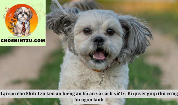 Tại sao chó Shih Tzu kén ăn biếng ăn bỏ ăn và cách xử lý: Bí quyết giúp thú cưng ăn ngon lành