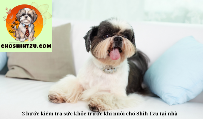 3 bước kiểm tra sức khỏe trước khi nuôi chó Shih Tzu tại nhà