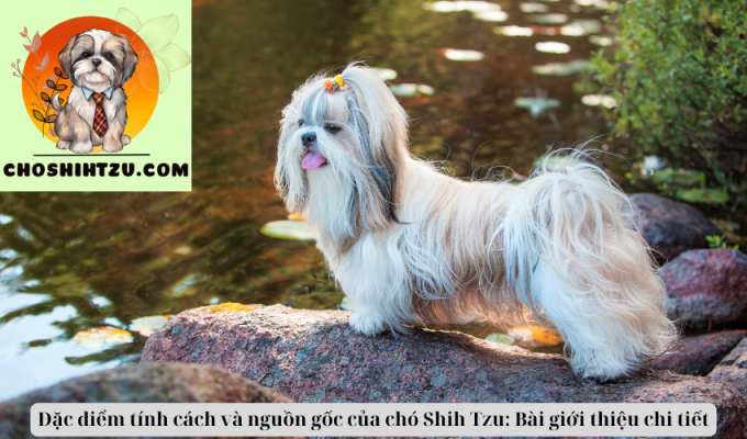 Đặc điểm tính cách và nguồn gốc của chó Shih Tzu: Bài giới thiệu chi tiết