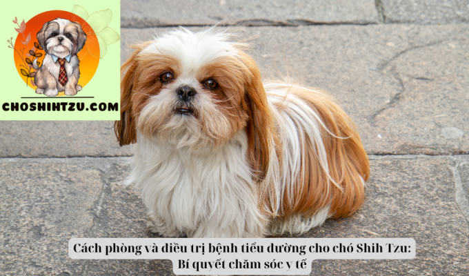 Cách phòng và điều trị bệnh tiểu đường cho chó Shih Tzu: Bí quyết chăm sóc y tế