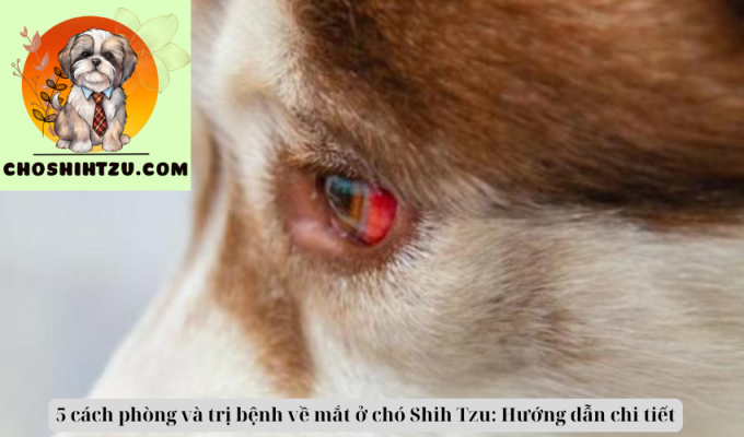 5 cách phòng và trị bệnh về mắt ở chó Shih Tzu: Hướng dẫn chi tiết