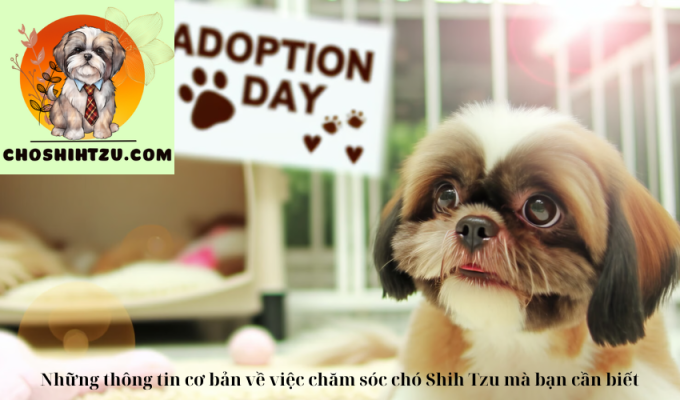 Những thông tin cơ bản về việc chăm sóc chó Shih Tzu mà bạn cần biết