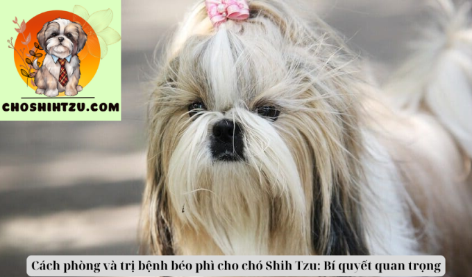 Cách phòng và trị bệnh béo phì cho chó Shih Tzu: Bí quyết quan trọng