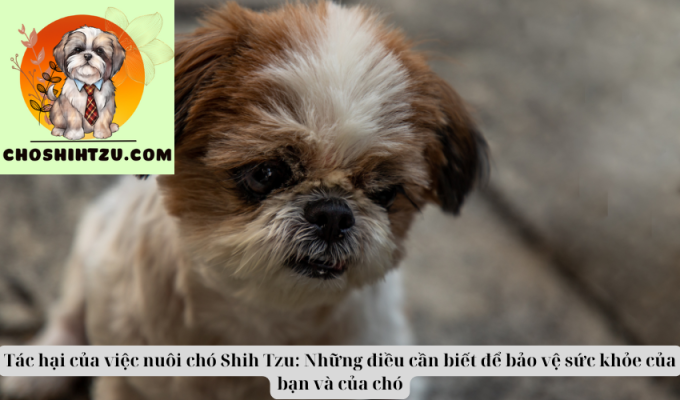 Tác hại của việc nuôi chó Shih Tzu: Những điều cần biết để bảo vệ sức khỏe của bạn và của chó