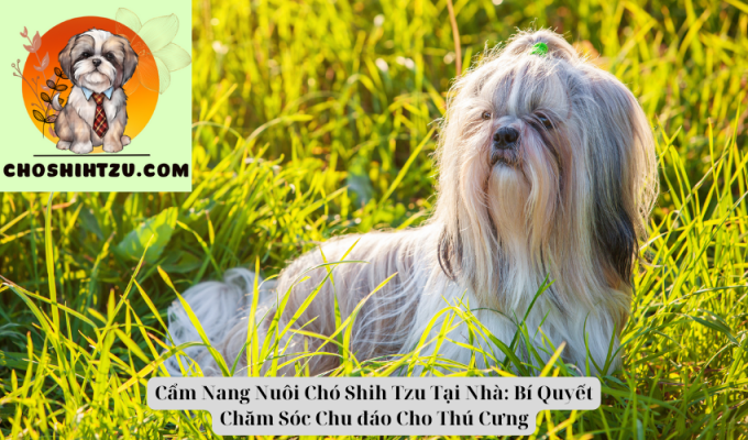 Cẩm Nang Nuôi Chó Shih Tzu Tại Nhà: Bí Quyết Chăm Sóc Chu đáo Cho Thú Cưng