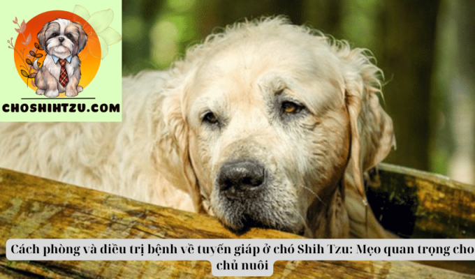 Cách phòng và điều trị bệnh về tuyến giáp ở chó Shih Tzu: Mẹo quan trọng cho chủ nuôi