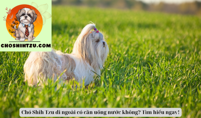 Chó Shih Tzu đi ngoài có cần uống nước không? Tìm hiểu ngay!