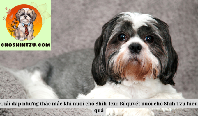 Giải đáp những thắc mắc khi nuôi chó Shih Tzu: Bí quyết nuôi chó Shih Tzu hiệu quả