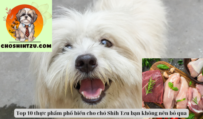 Top 10 thực phẩm phổ biến cho chó Shih Tzu bạn không nên bỏ qua