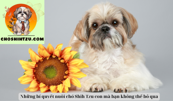 Những bí quyết nuôi chó Shih Tzu con mà bạn không thể bỏ qua