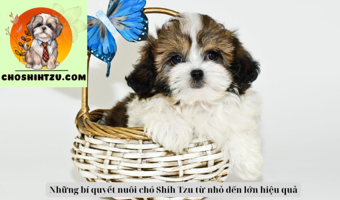 Những bí quyết nuôi chó Shih Tzu từ nhỏ đến lớn hiệu quả