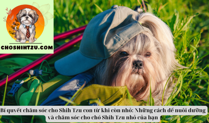 Bí quyết chăm sóc cho Shih Tzu con từ khi còn nhỏ: Những cách để nuôi dưỡng và chăm sóc cho chó Shih Tzu nhỏ của bạn