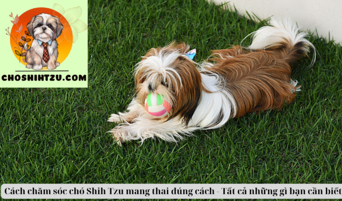 Cách chăm sóc chó Shih Tzu mang thai đúng cách - Tất cả những gì bạn cần biết