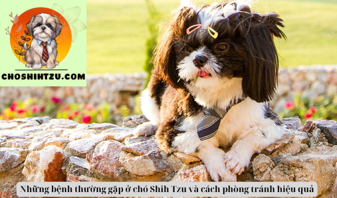 Những bệnh thường gặp ở chó Shih Tzu và cách phòng tránh hiệu quả