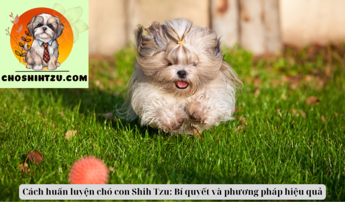 Cách huấn luyện chó con Shih Tzu: Bí quyết và phương pháp hiệu quả