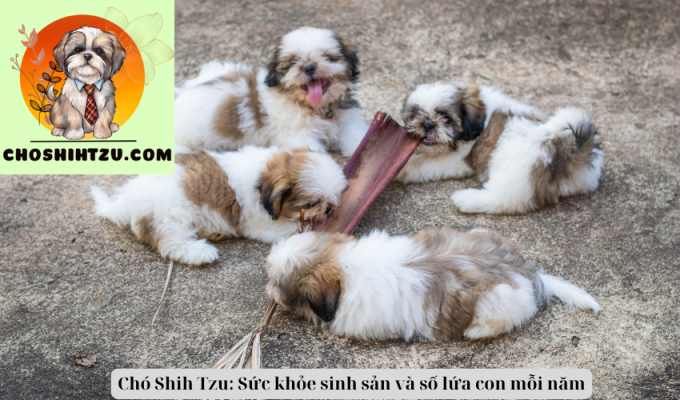 Chó Shih Tzu: Sức khỏe sinh sản và số lứa con mỗi năm