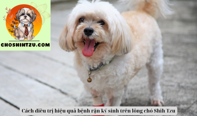 Cách điều trị hiệu quả bệnh rận ký sinh trên lông chó Shih Tzu