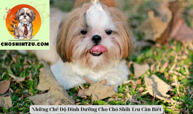 Những Chế Độ Dinh Dưỡng Cho Chó Shih Tzu Cần Biết