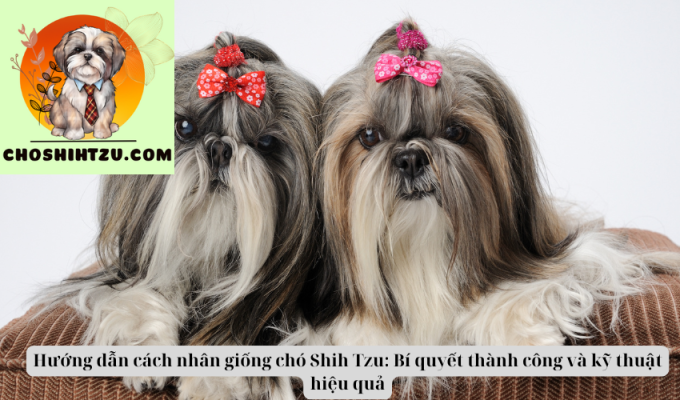 Hướng dẫn cách nhân giống chó Shih Tzu: Bí quyết thành công và kỹ thuật hiệu quả