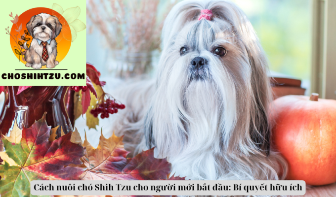 Cách nuôi chó Shih Tzu cho người mới bắt đầu: Bí quyết hữu ích