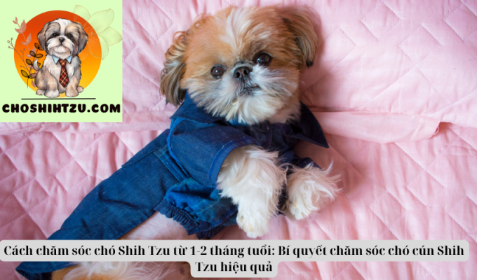 Cách chăm sóc chó Shih Tzu từ 1-2 tháng tuổi: Bí quyết chăm sóc chó cún Shih Tzu hiệu quả